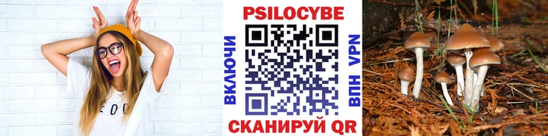 где найти   Чебоксары  Галлюциногенные грибы Psilocybine cubensis 